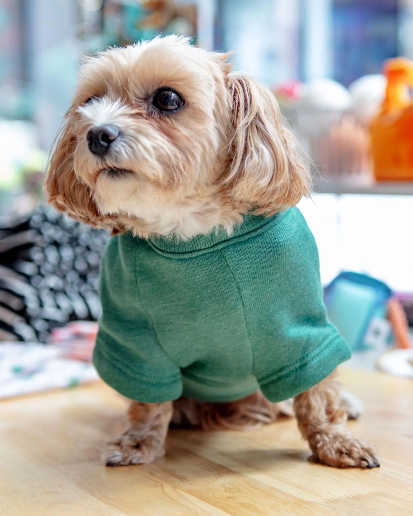 New York Dog Sweatshirt in Forest Heather - Image 6