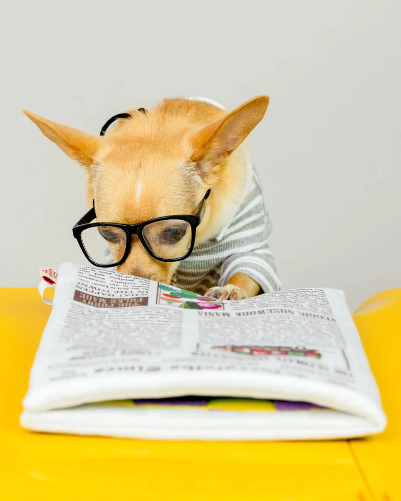 Newspaper Nosework Dog Toy - Image 10