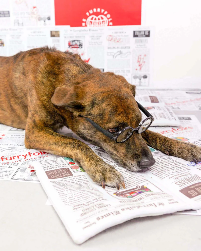 Newspaper Nosework Dog Toy - Image 11