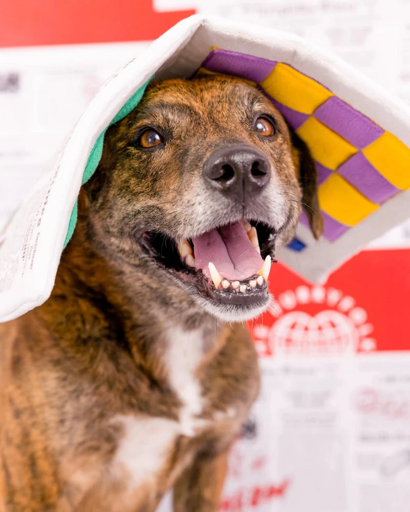 Newspaper Nosework Dog Toy - Image 7