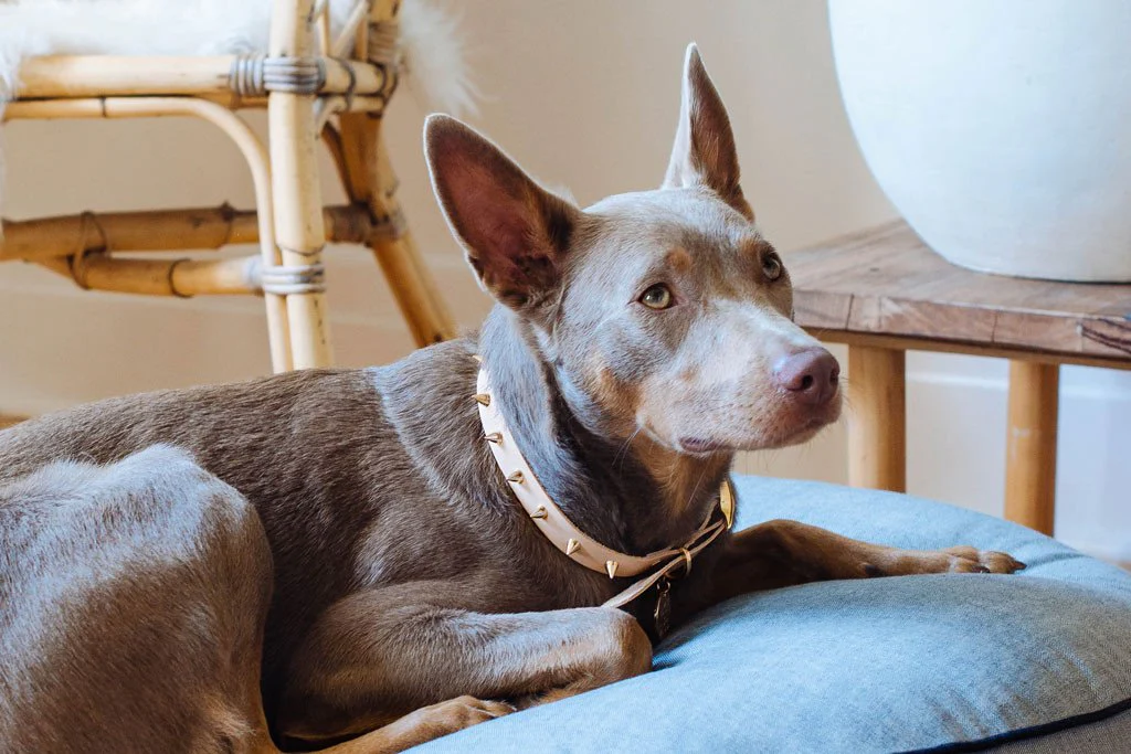 NICE DIGS | Gold Spike Leather Dog Collar - Image 2
