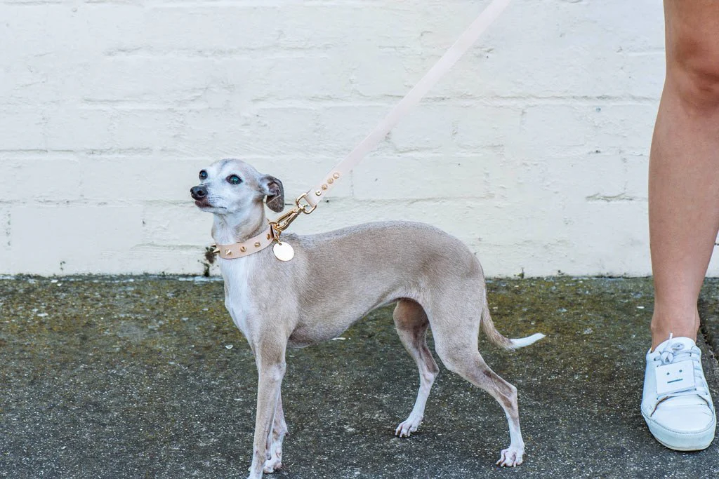 NICE DIGS | Gold Spike Leather Dog Collar - Image 3