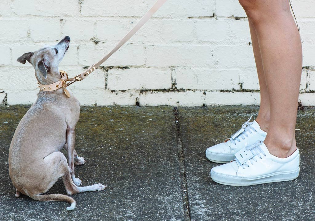 NICE DIGS | Gold Spike Leather Dog Collar - Image 4
