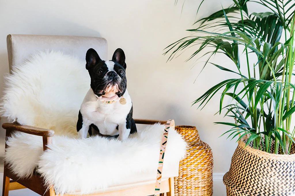 NICE DIGS | Master Confetti Leather Dog Leash - Image 3