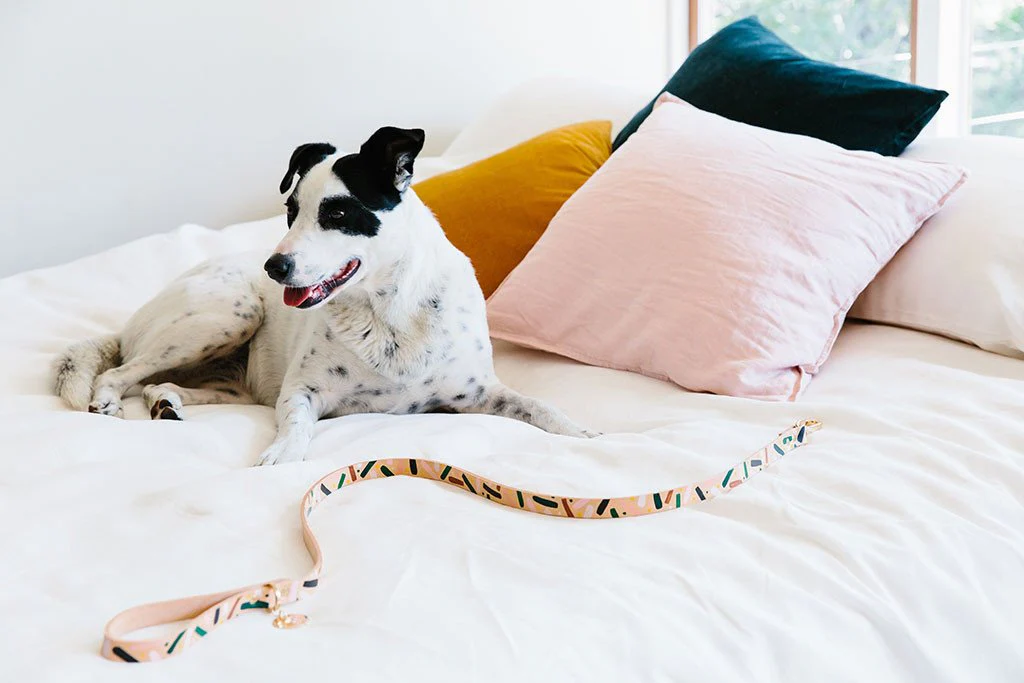 NICE DIGS | Master Confetti Leather Dog Leash - Image 4