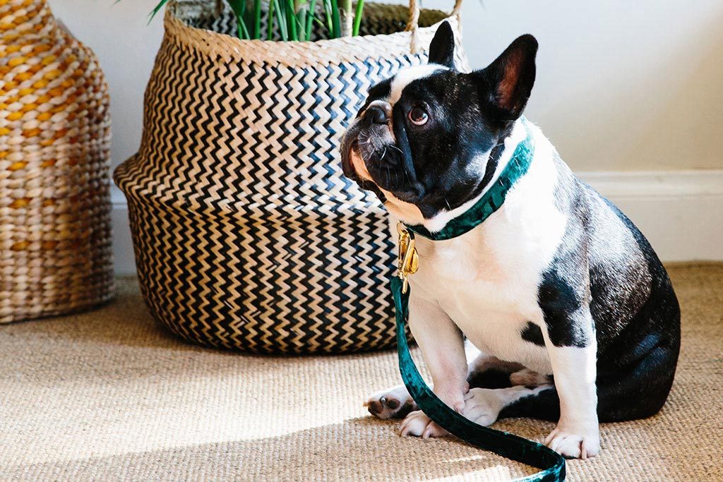 NICE DIGS | Velvet Dog Collar in Jade - Image 3