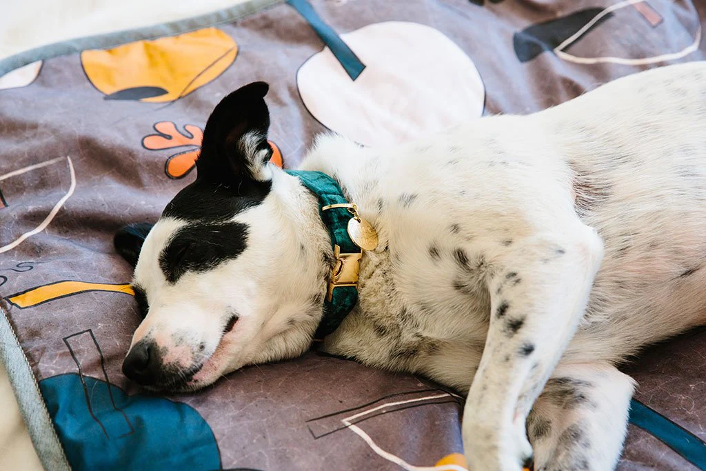 NICE DIGS | Velvet Dog Collar in Jade - Image 4