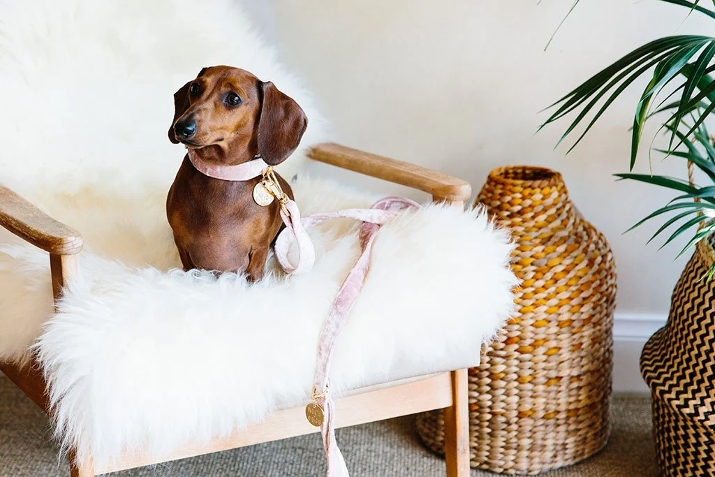 NICE DIGS | Velvet Dog Collar in Rose - Image 3