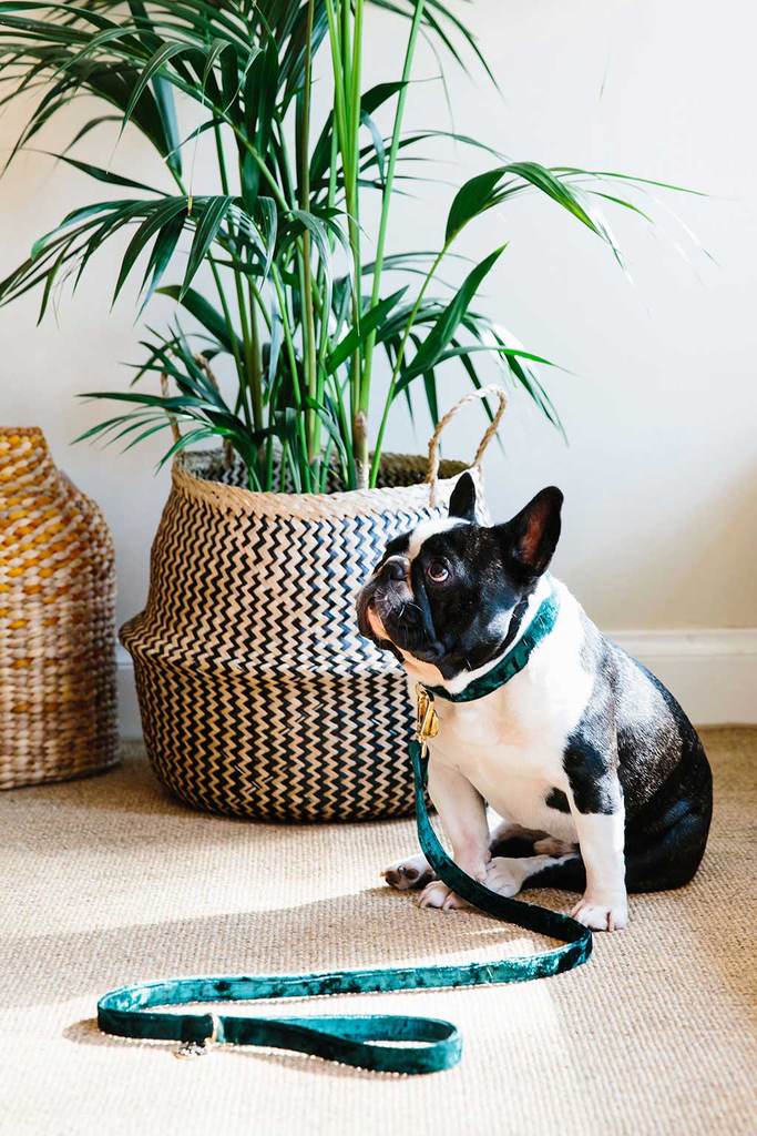 NICE DIGS | Velvet Dog Leash in Jade - Image 2