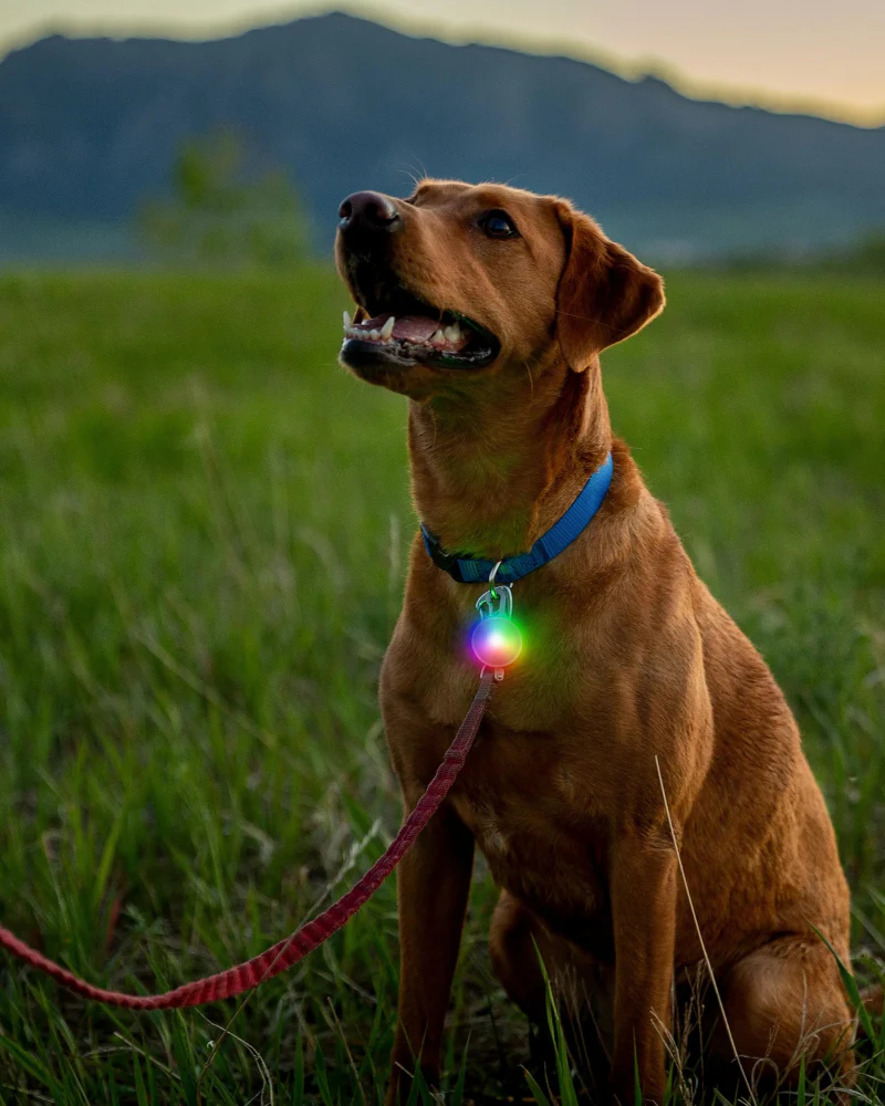 Rechargeable Dog Collar Light in Disc-O-Tech - Image 3