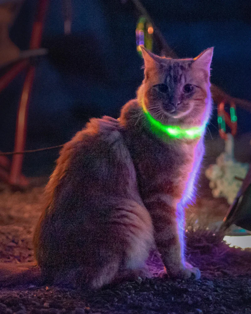 NITEMEOW® Rechargeable Led Safety Cat Necklace - Image 2