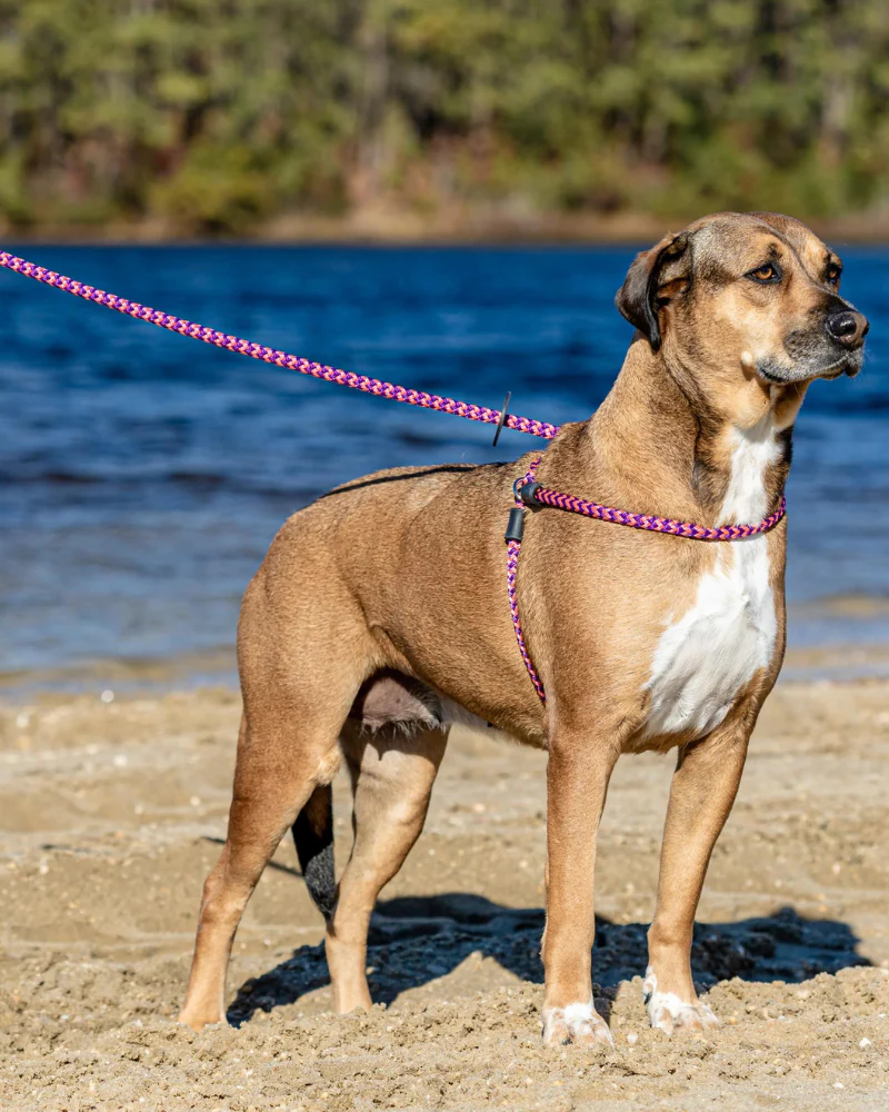 Non-Pull Escape Resistant Harness Lead (Made in the USA) - Image 4