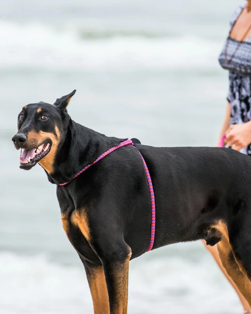 Non-Pull Escape Resistant Harness Lead (Made in the USA) - Image 6