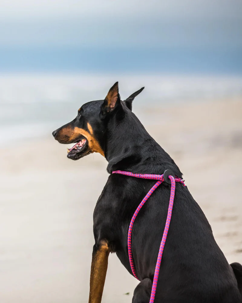 Non-Pull Escape Resistant Harness Lead (Made in the USA) - Image 7