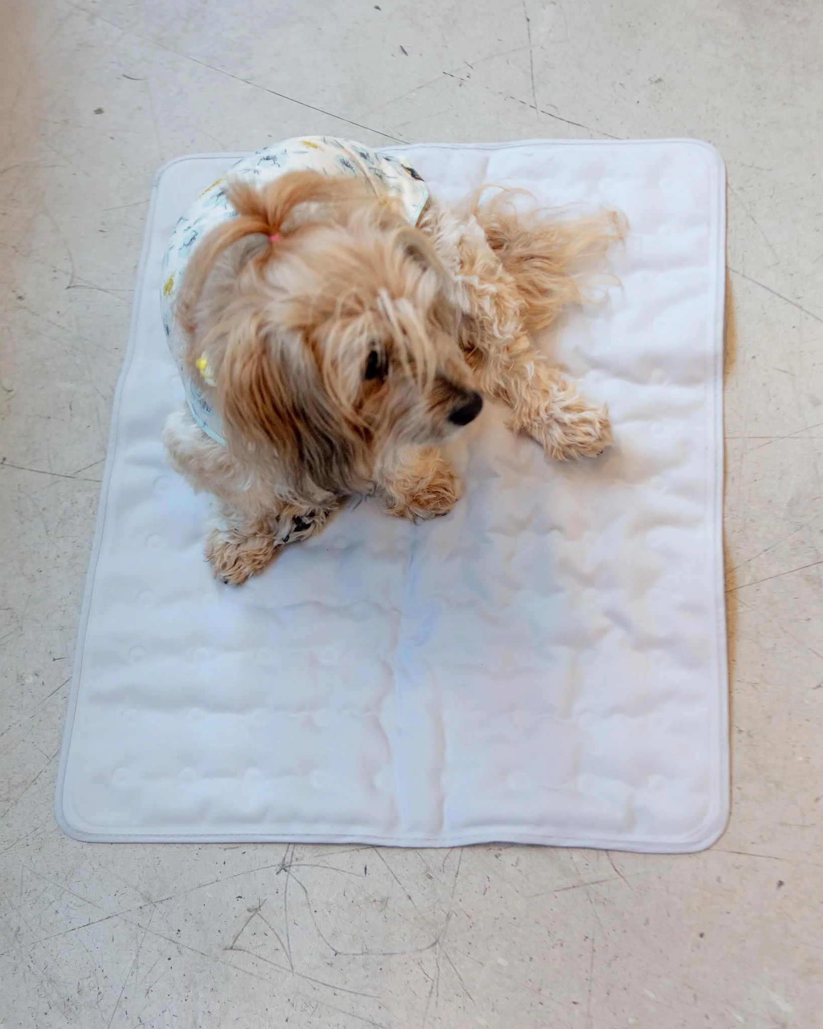 Non-Toxic Pet Cooling Mat (Made in Korea) - Image 9