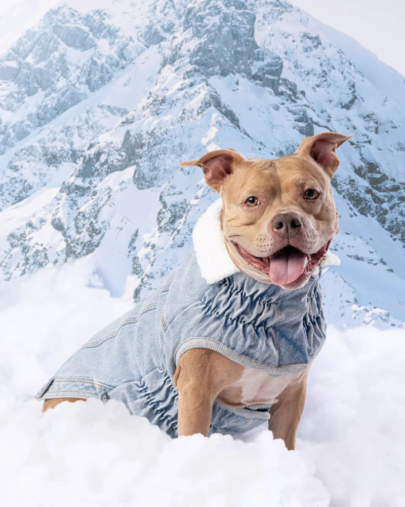 Northside Sherpa-Lined Denim Dog Jacket - Image 3