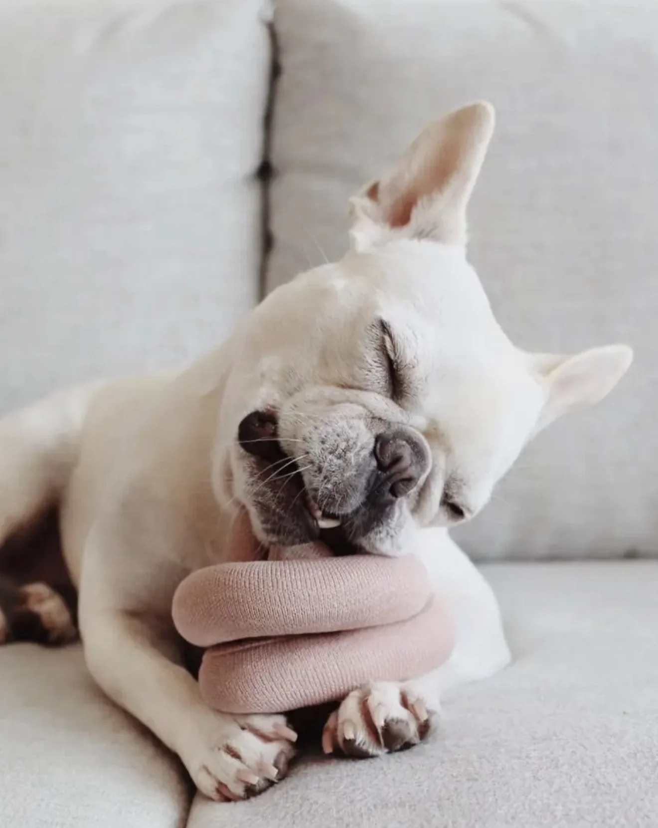 NouNou Interactive Dog Toy in Dogwood - Image 4