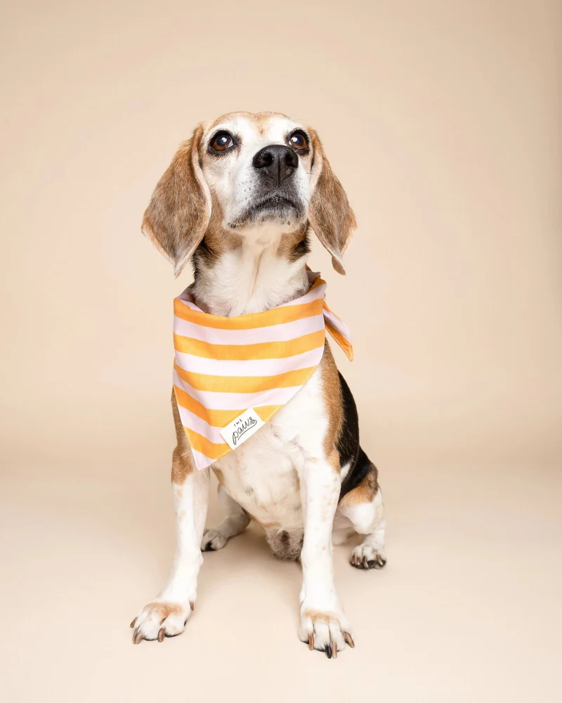 Nusa Striped Dog Bandana - Image 3