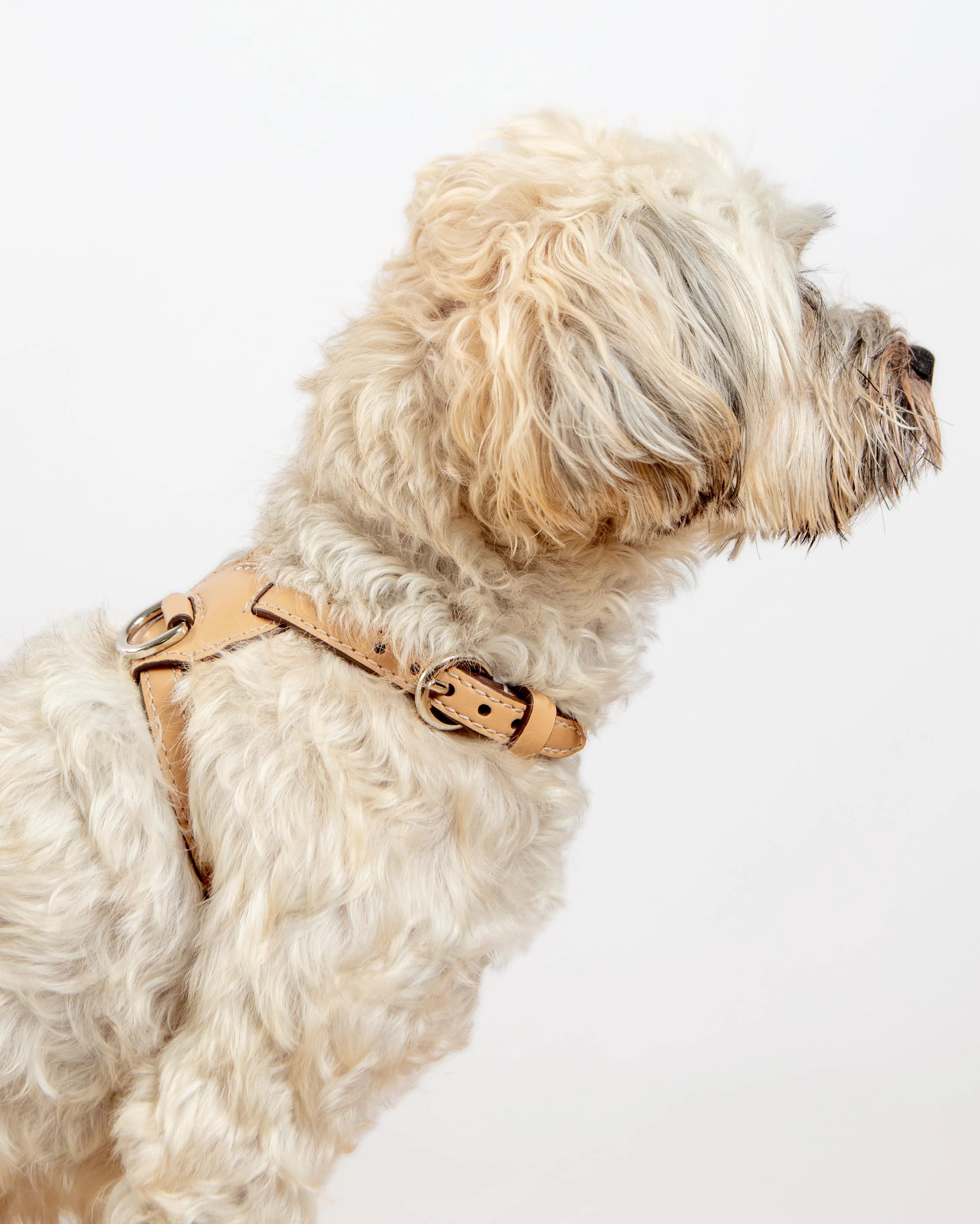 Nuvola Leather Dog Harness in Vanilla (Made in Italy) - Image 2