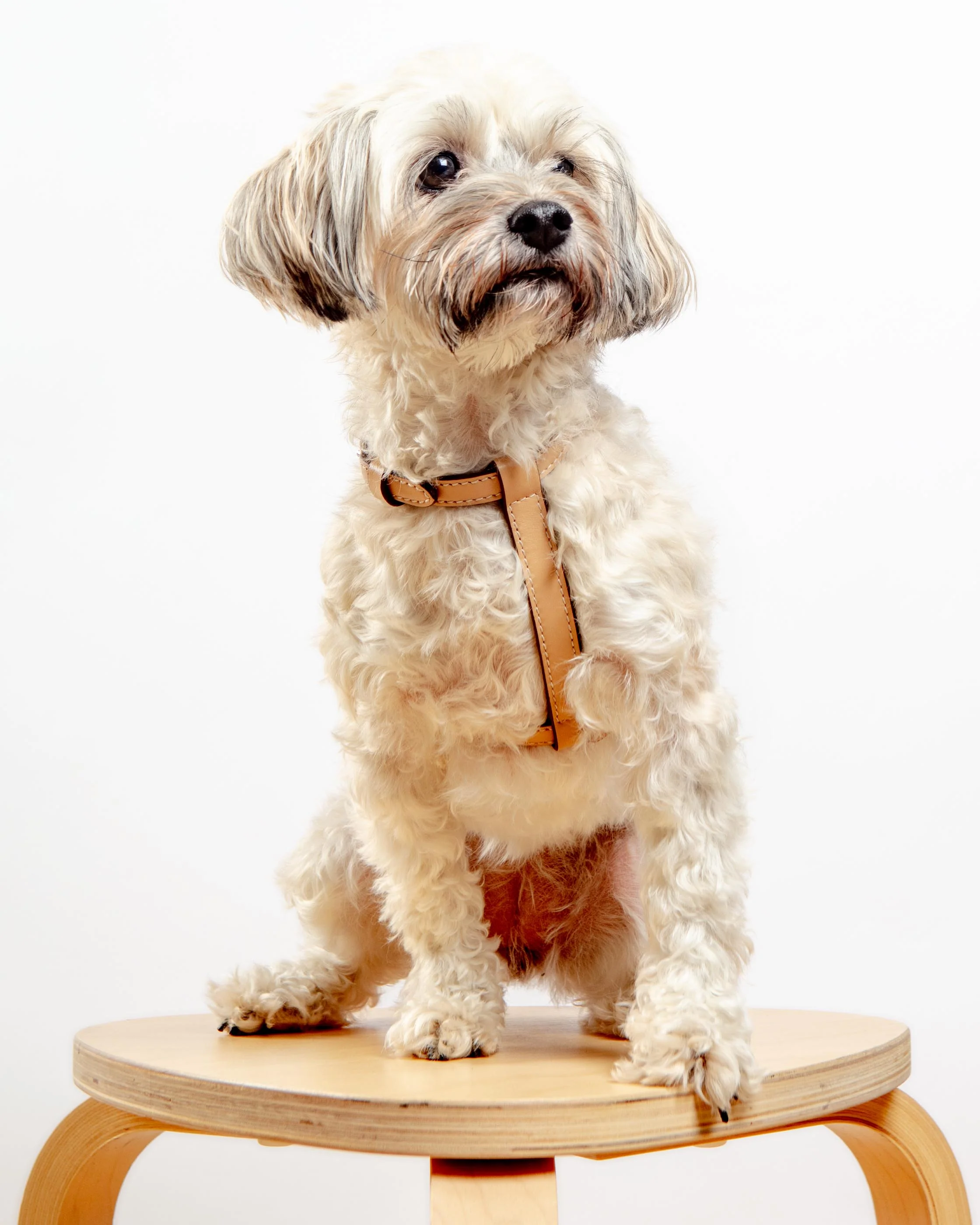 Nuvola Leather Dog Harness in Vanilla (Made in Italy) - Image 3