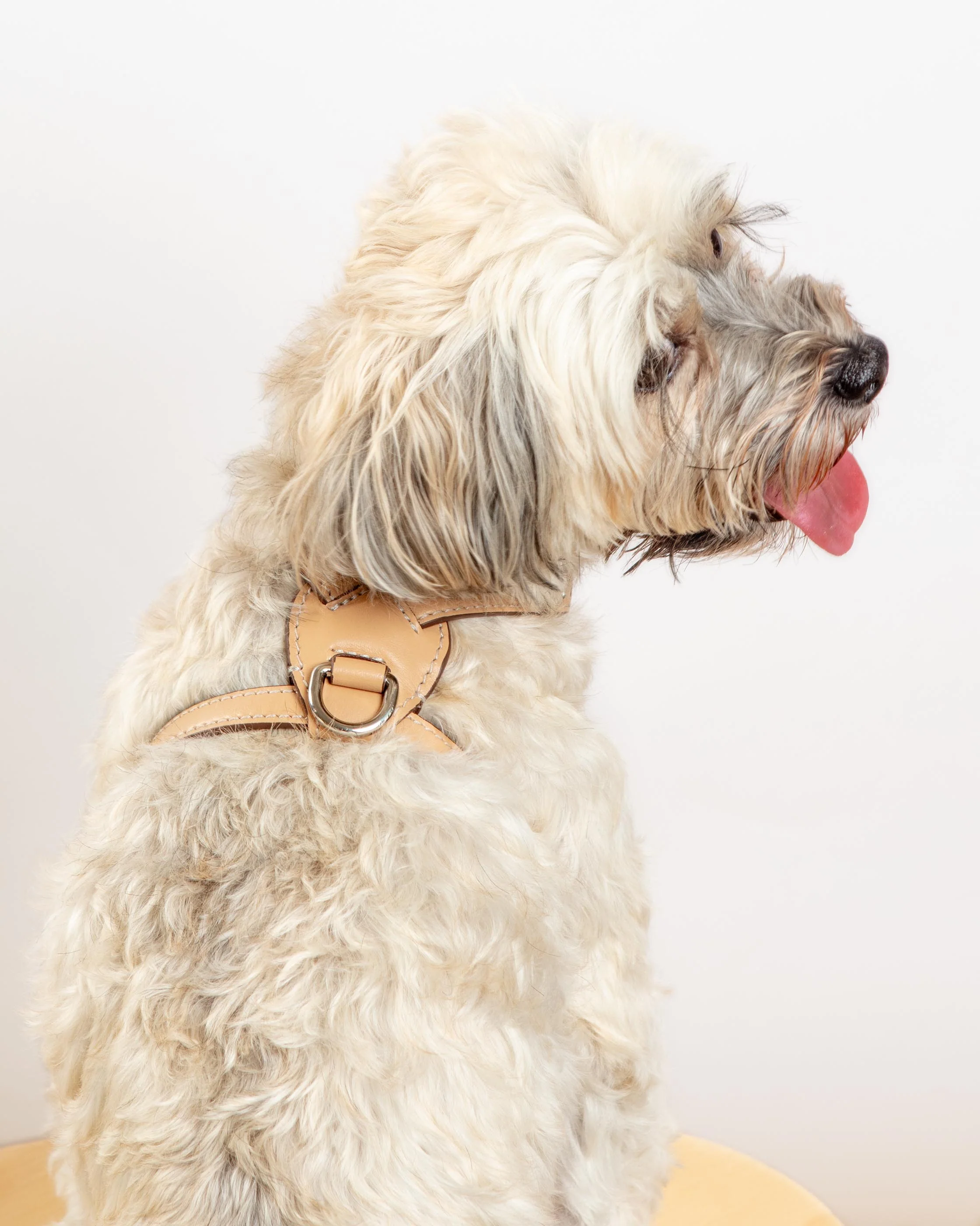 Nuvola Leather Dog Harness in Vanilla (Made in Italy) - Image 4