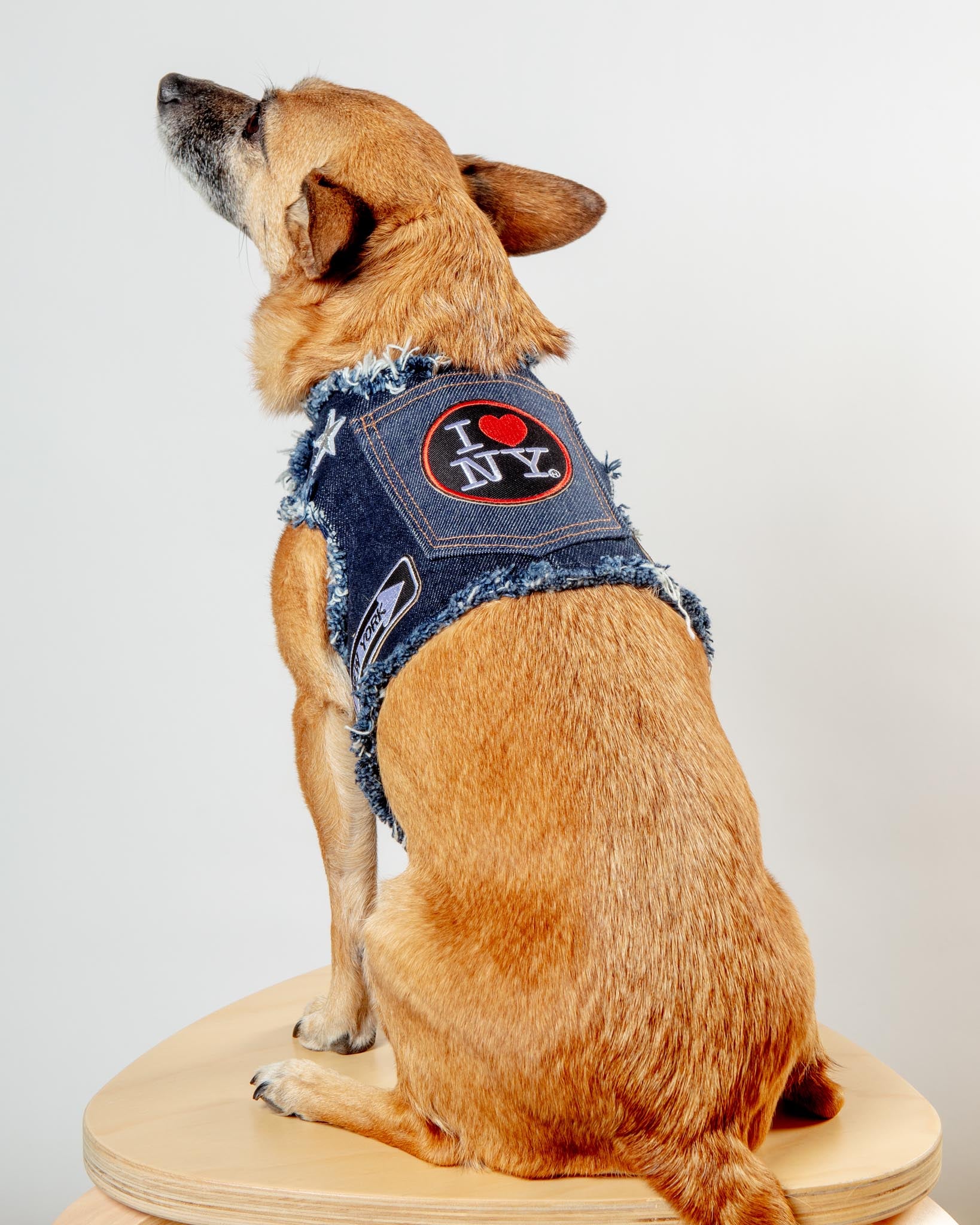 NYC Denim Dog Harness (Dog & Co. Exclusive)