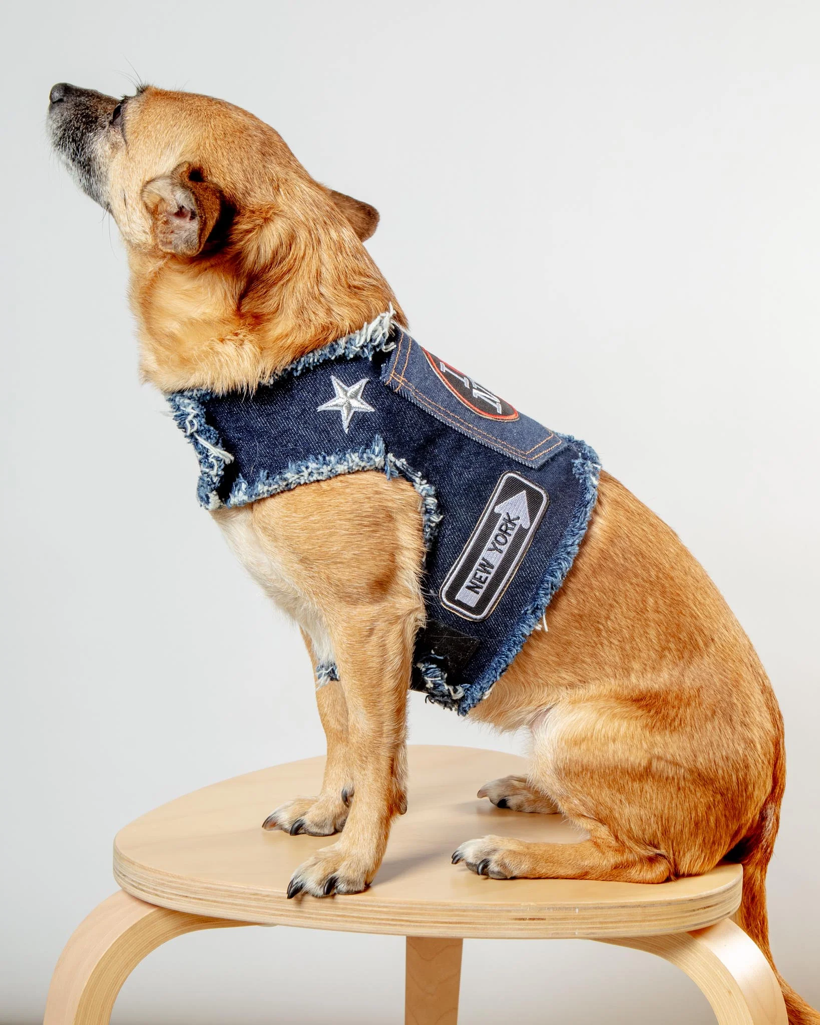 NYC Denim Dog Harness (Dog & Co. Exclusive) - Image 3