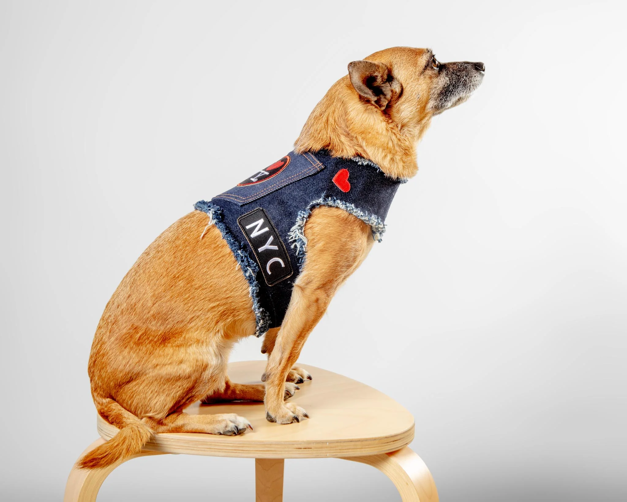 NYC Denim Dog Harness (Dog & Co. Exclusive) - Image 4