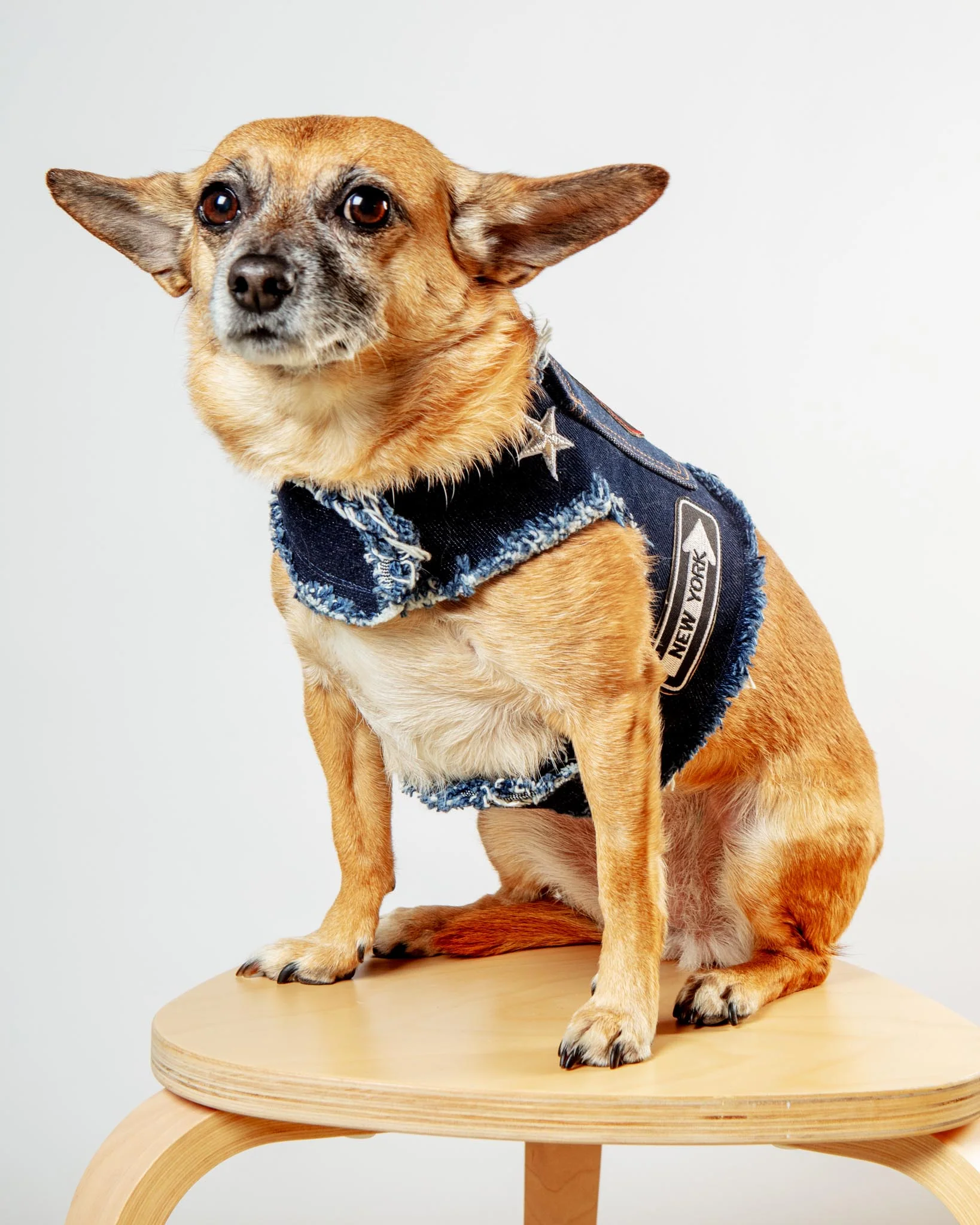 NYC Denim Dog Harness (Dog & Co. Exclusive) - Image 5