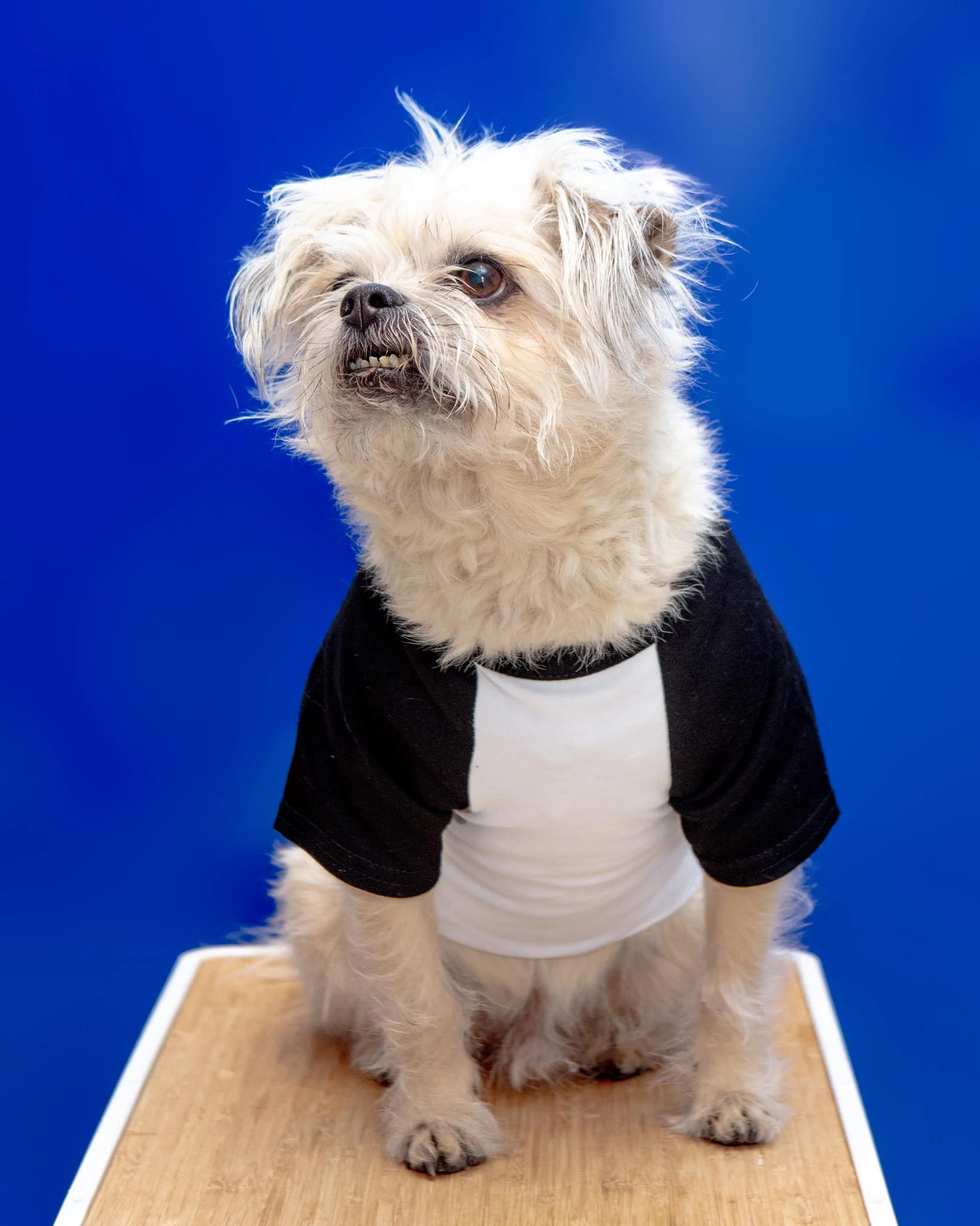 *NYC Dog Park Tour* Graphic Dog T-Shirt (FINAL SALE) - Image 3