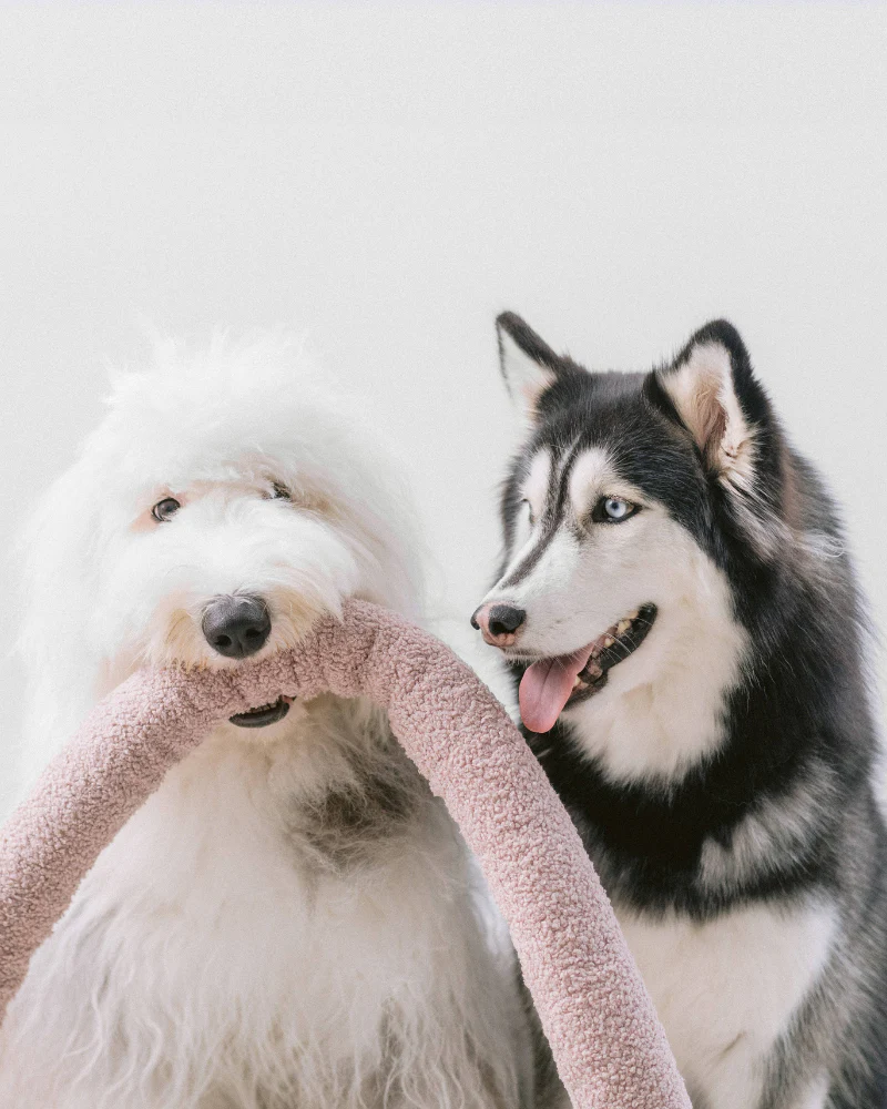 O Nou Oversized Interactive Dog Toy in Oat - Image 6