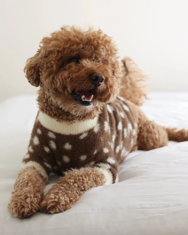Oh Deer! Soft Cloud Dog Sweater - Image 10