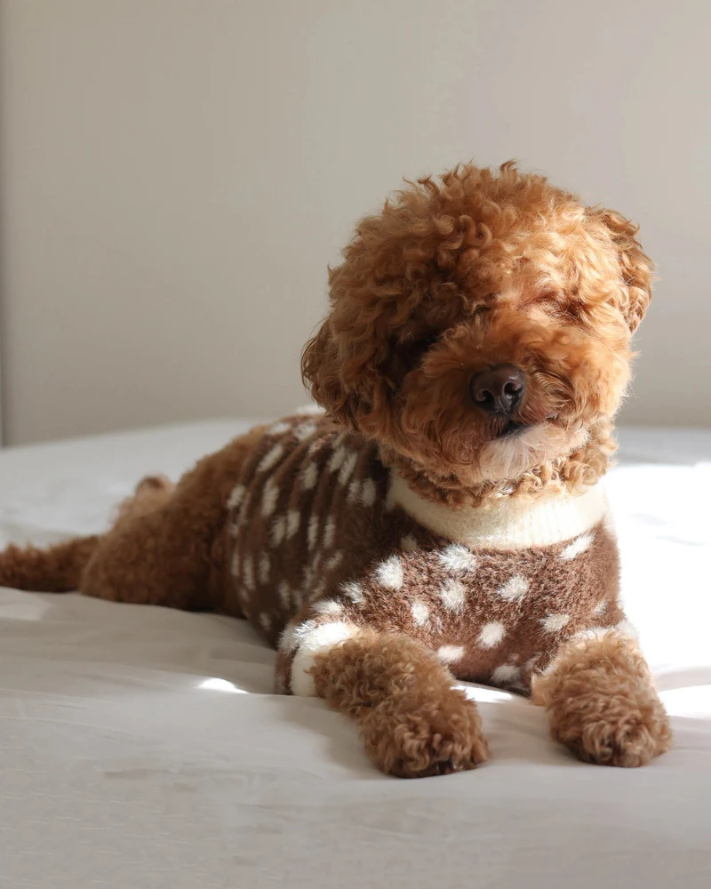 Oh Deer! Soft Cloud Dog Sweater - Image 9