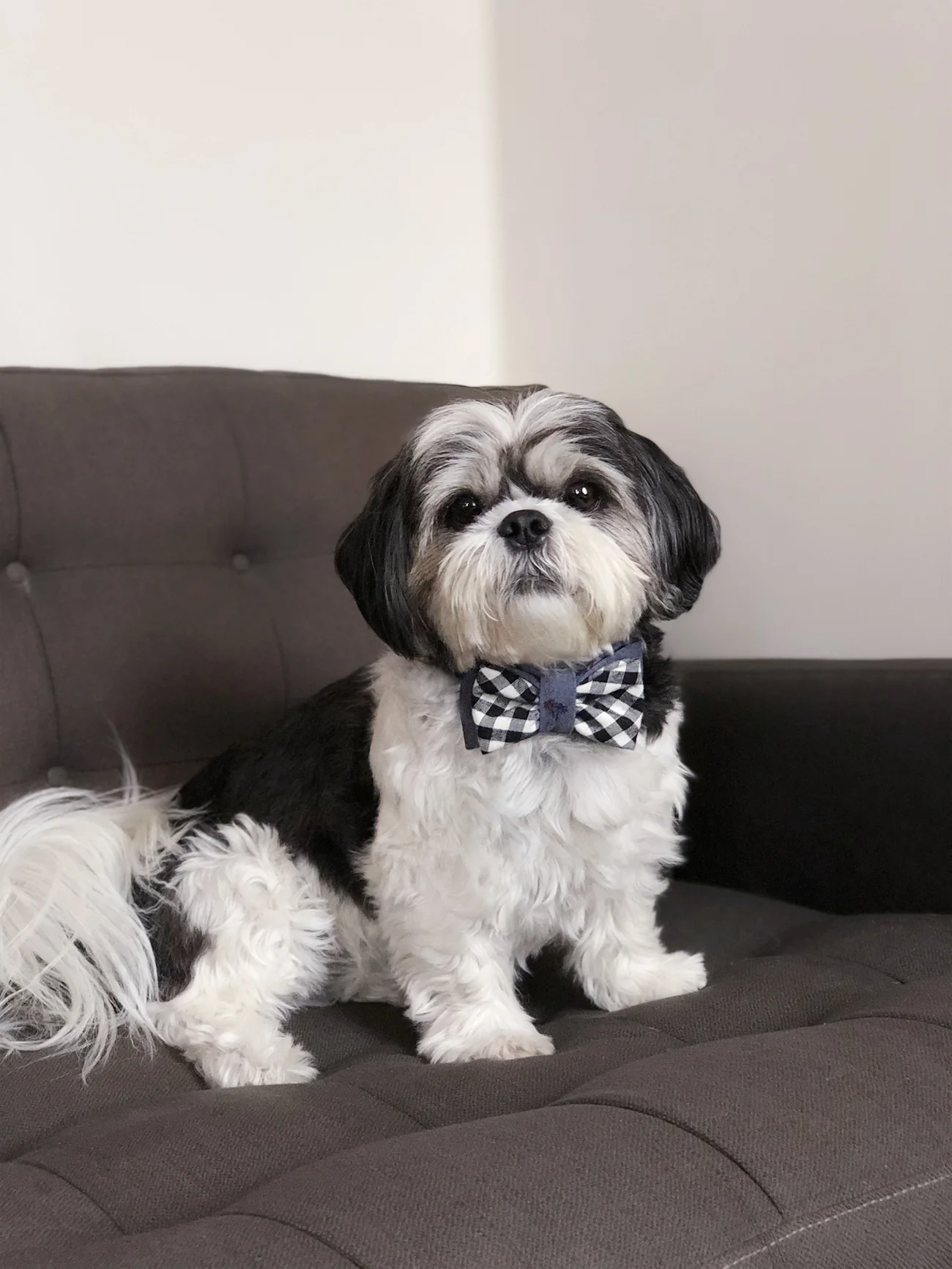 OH HONEY BEAR | Truman Bow Tie - Image 2