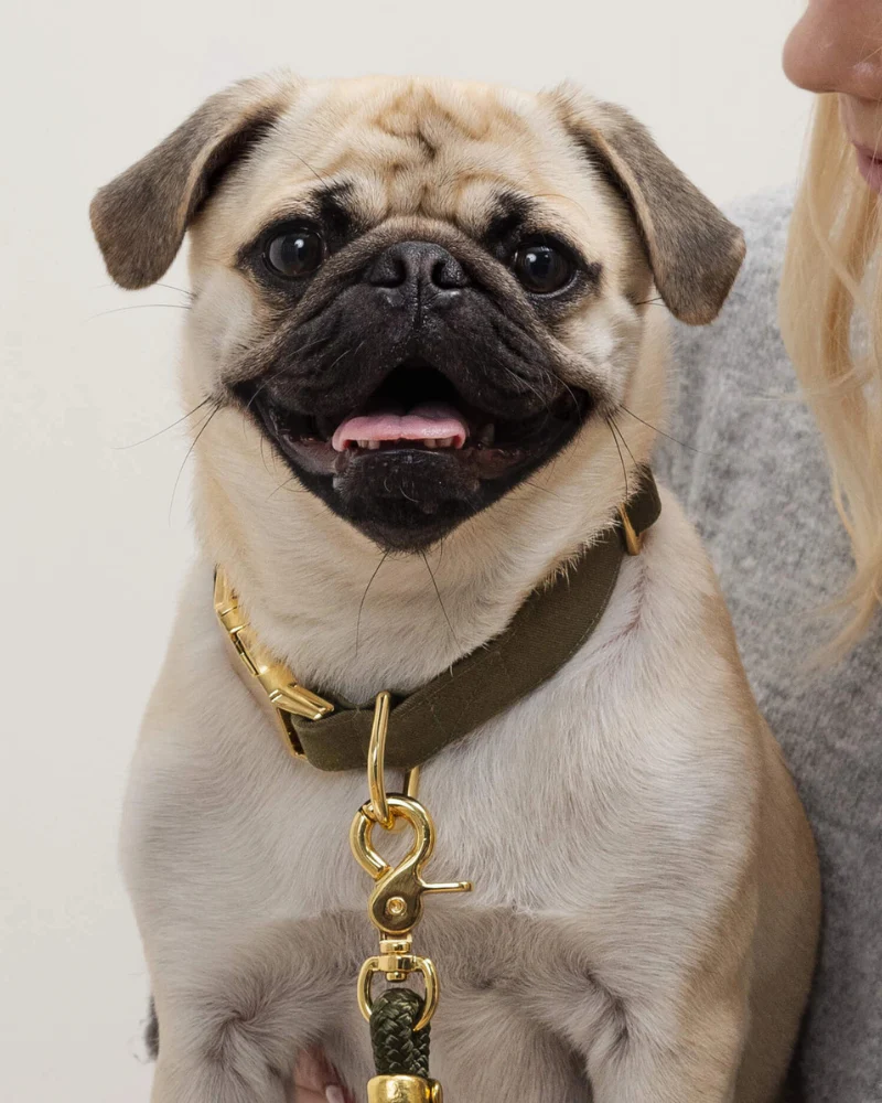 Olive Dog Collar - Image 2