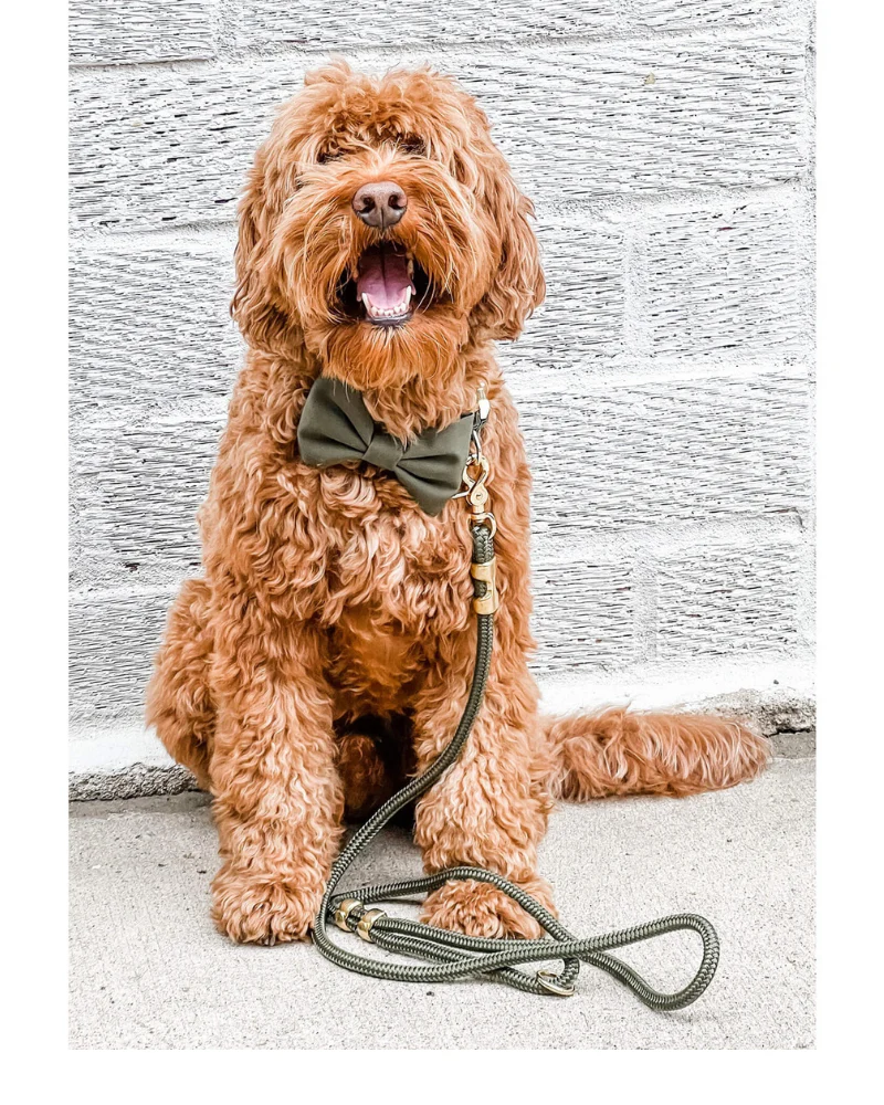Olive Marine Rope Dog Leash (Made in the USA) - Image 2
