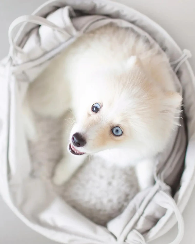 Olla Petite Pet Crossbody Bag - Image 14