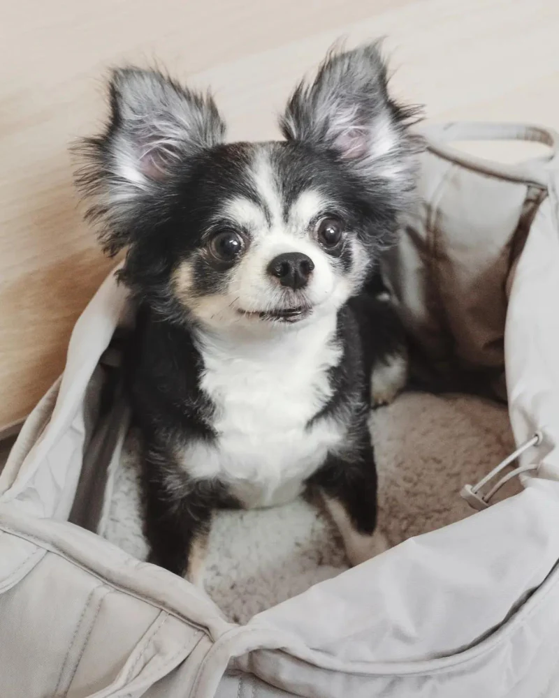 Olla Petite Pet Crossbody Bag - Image 17