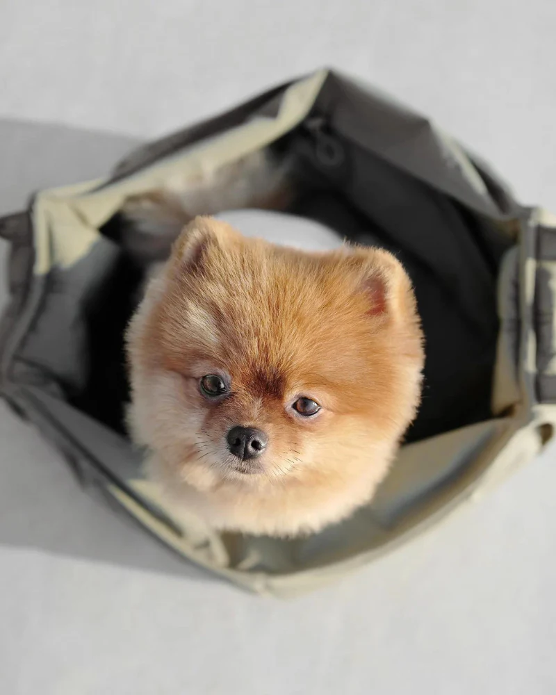 Olla Petite Pet Crossbody Bag - Image 8