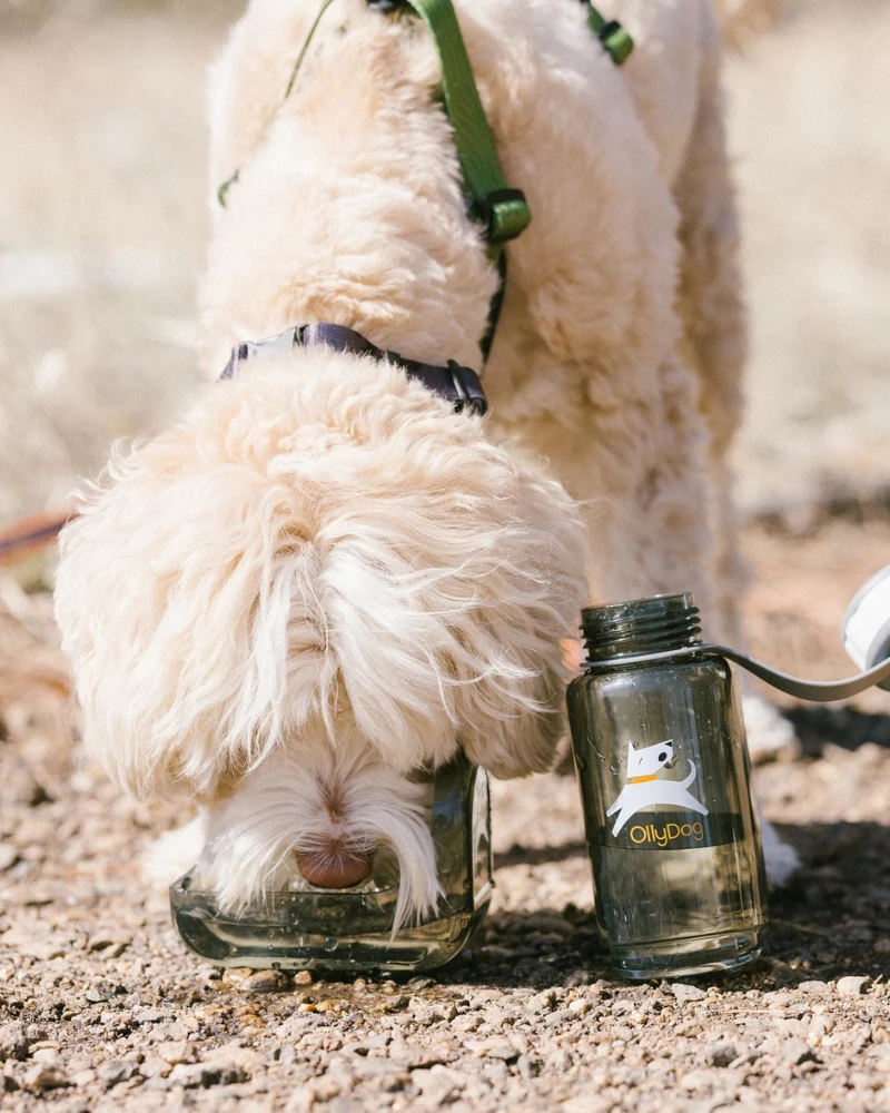 OllyBottle Human + Dog Water Bottle - Image 3