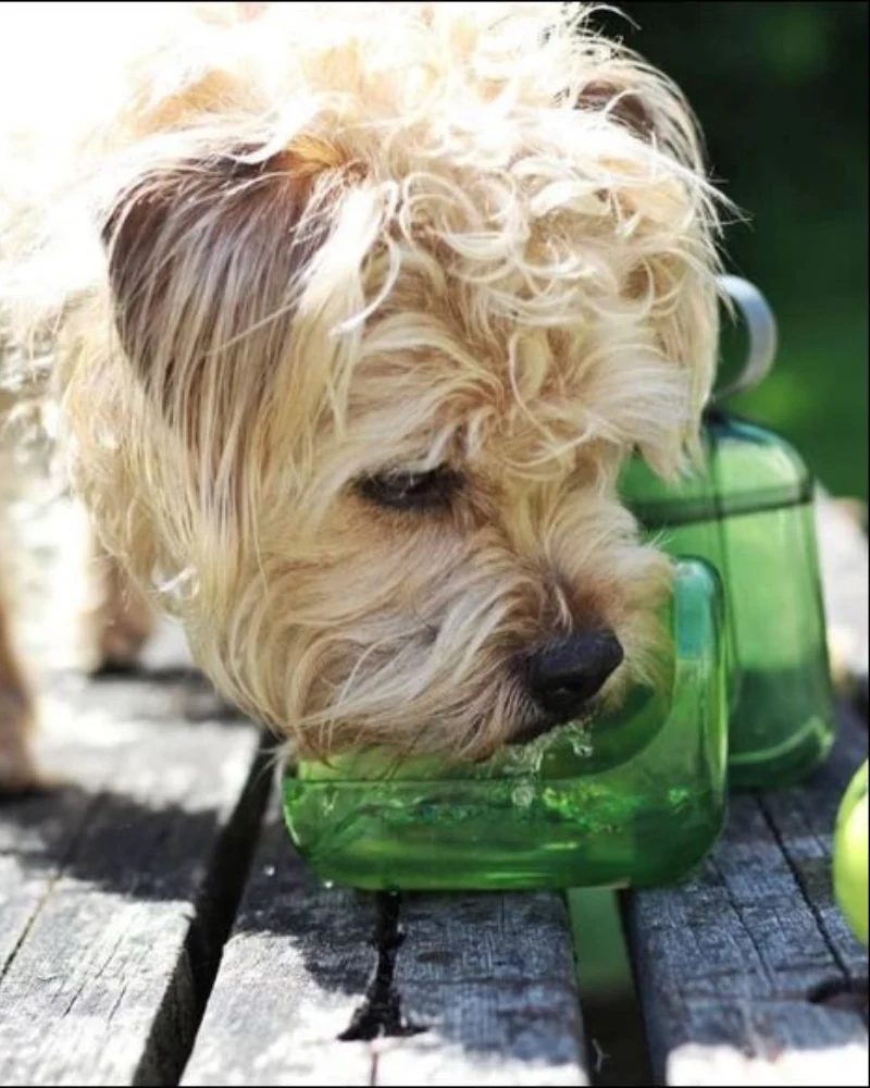 OllyBottle Human + Dog Water Bottle - Image 5