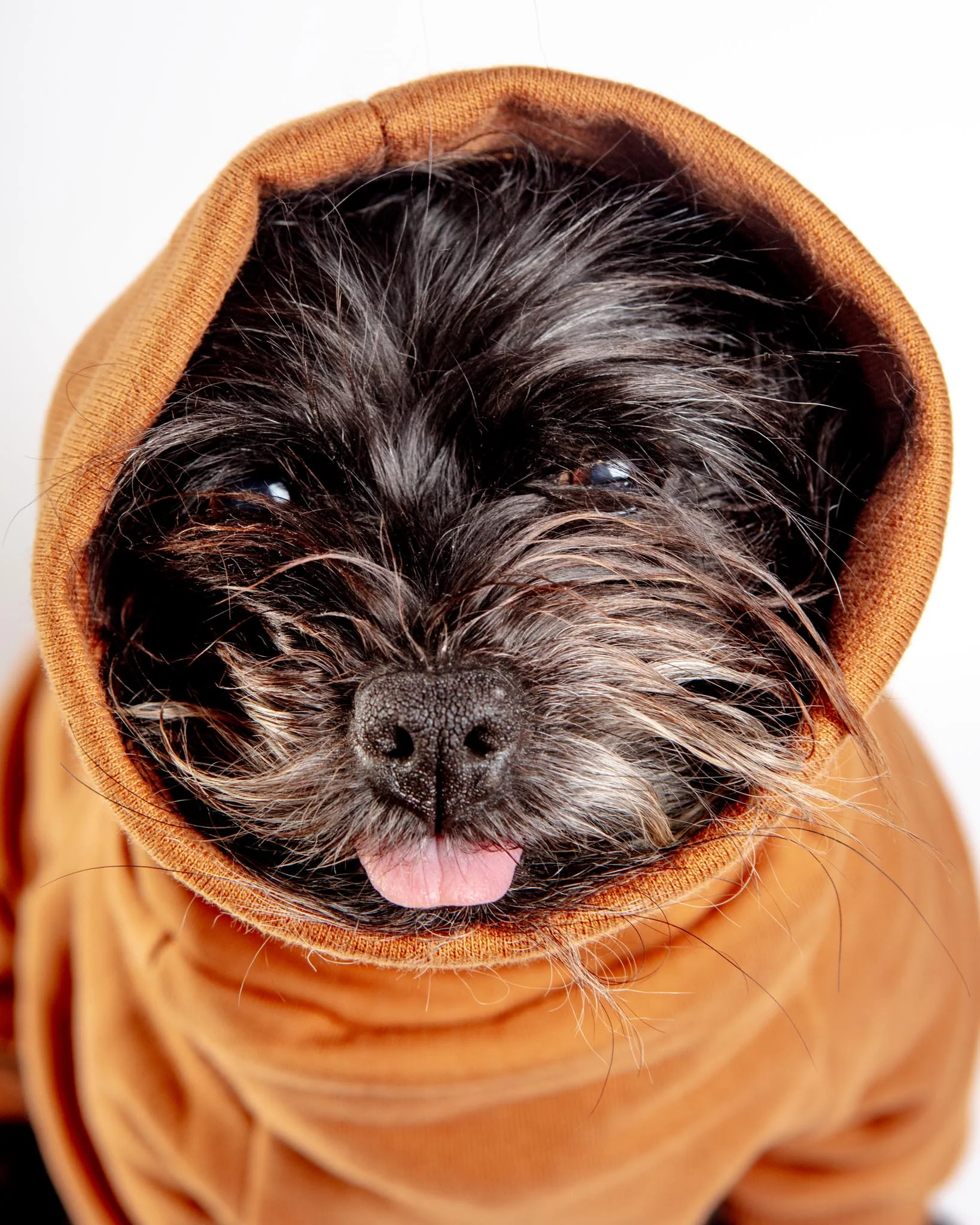 Sweatsuit Onesie for Dogs in Camel (FINAL SALE) - Image 4