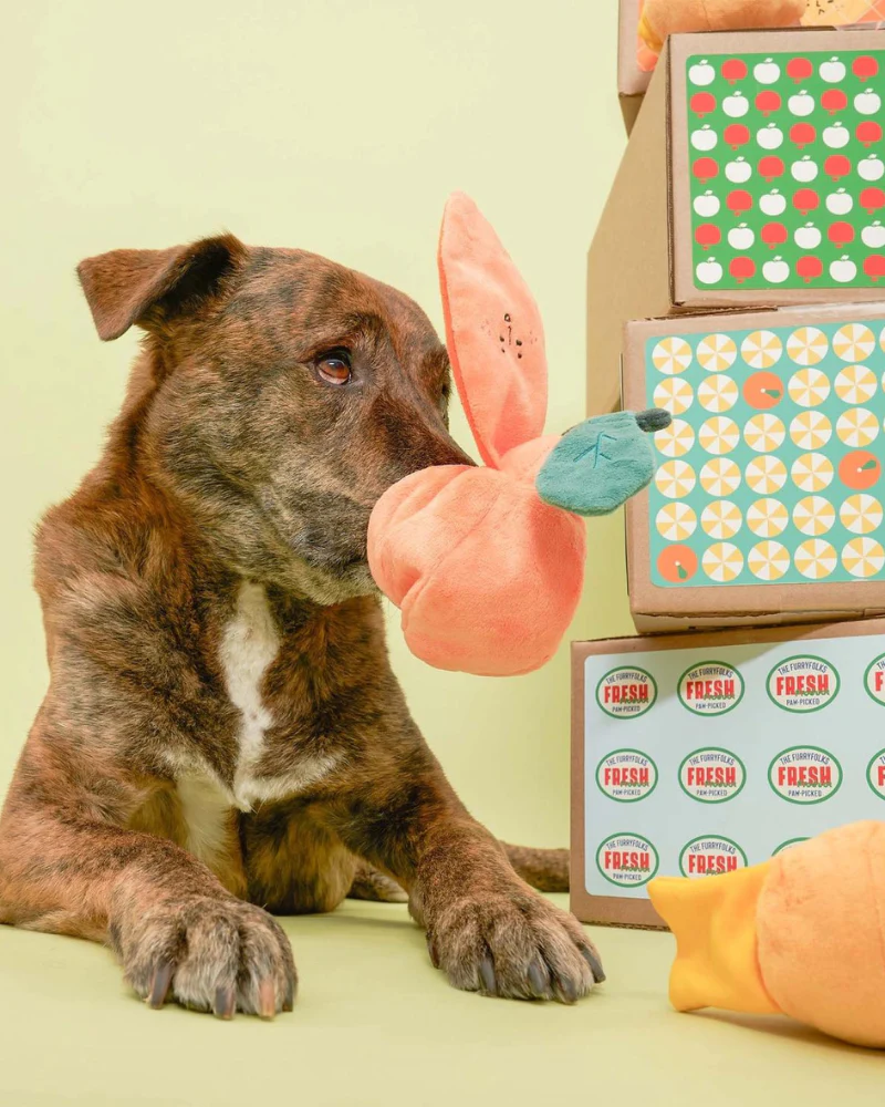 Orange Nosework Dog Toy - Image 9