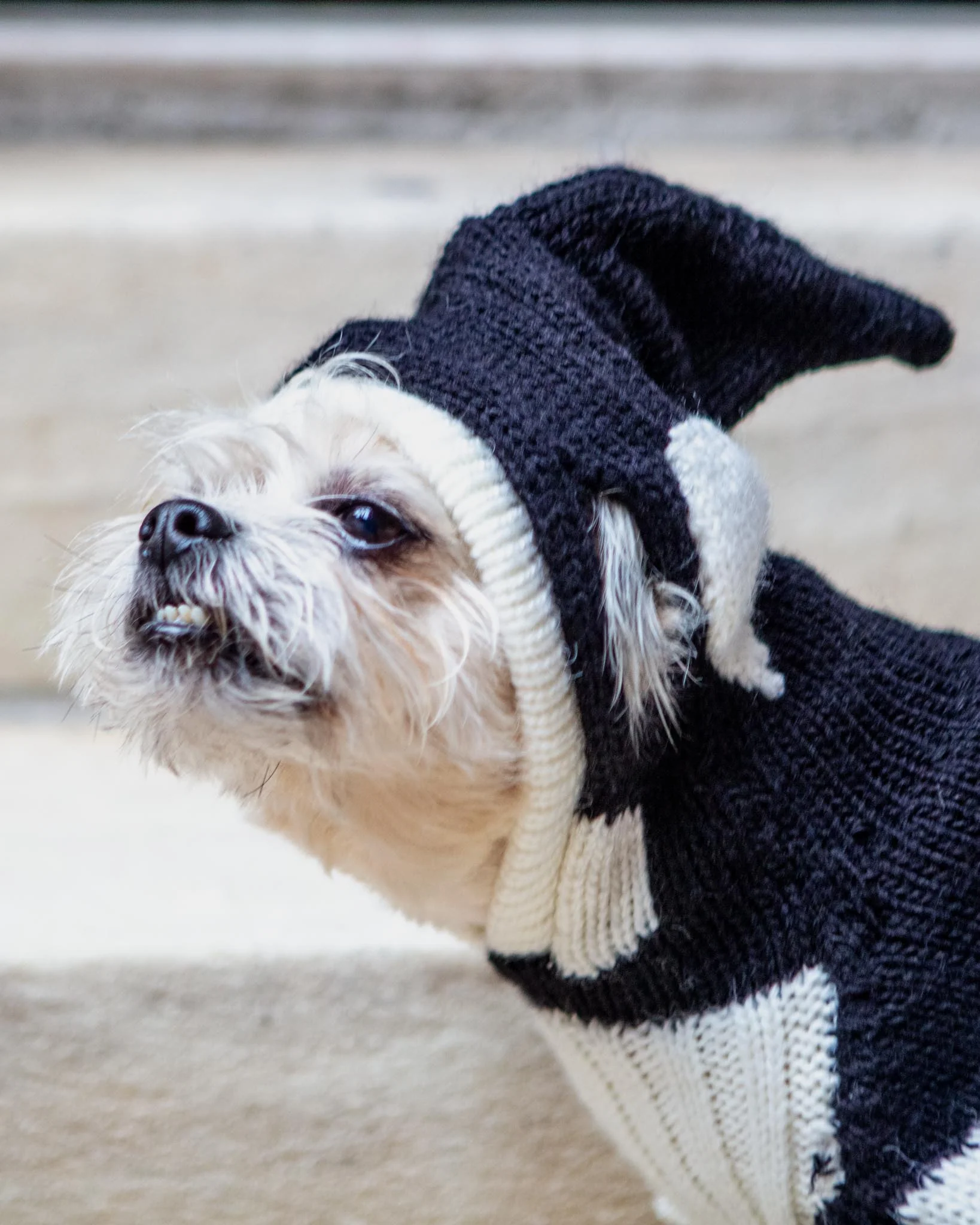 Orca Whale Handknit Dog Sweater w/ Hood (FINAL SALE) - Image 2