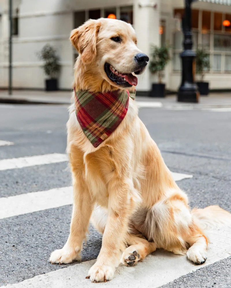 Orchard Plaid Flannel Dog Bandana (Made in the USA)