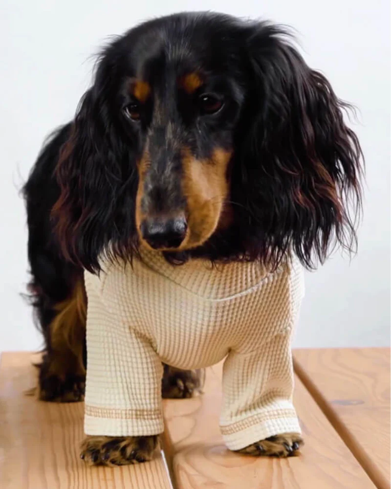 Organic Cotton Waffled T-Shirt for Dogs (FINAL SALE) - Image 2