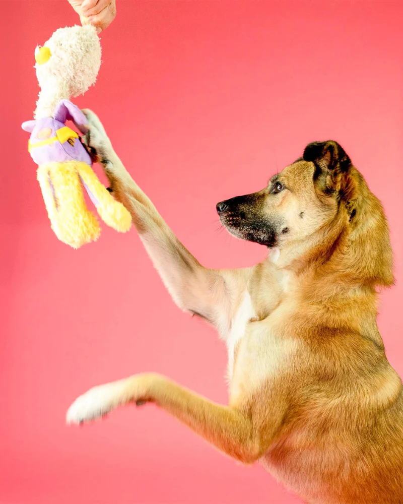 Ostrikraken Nosework Dog Toy - Image 9