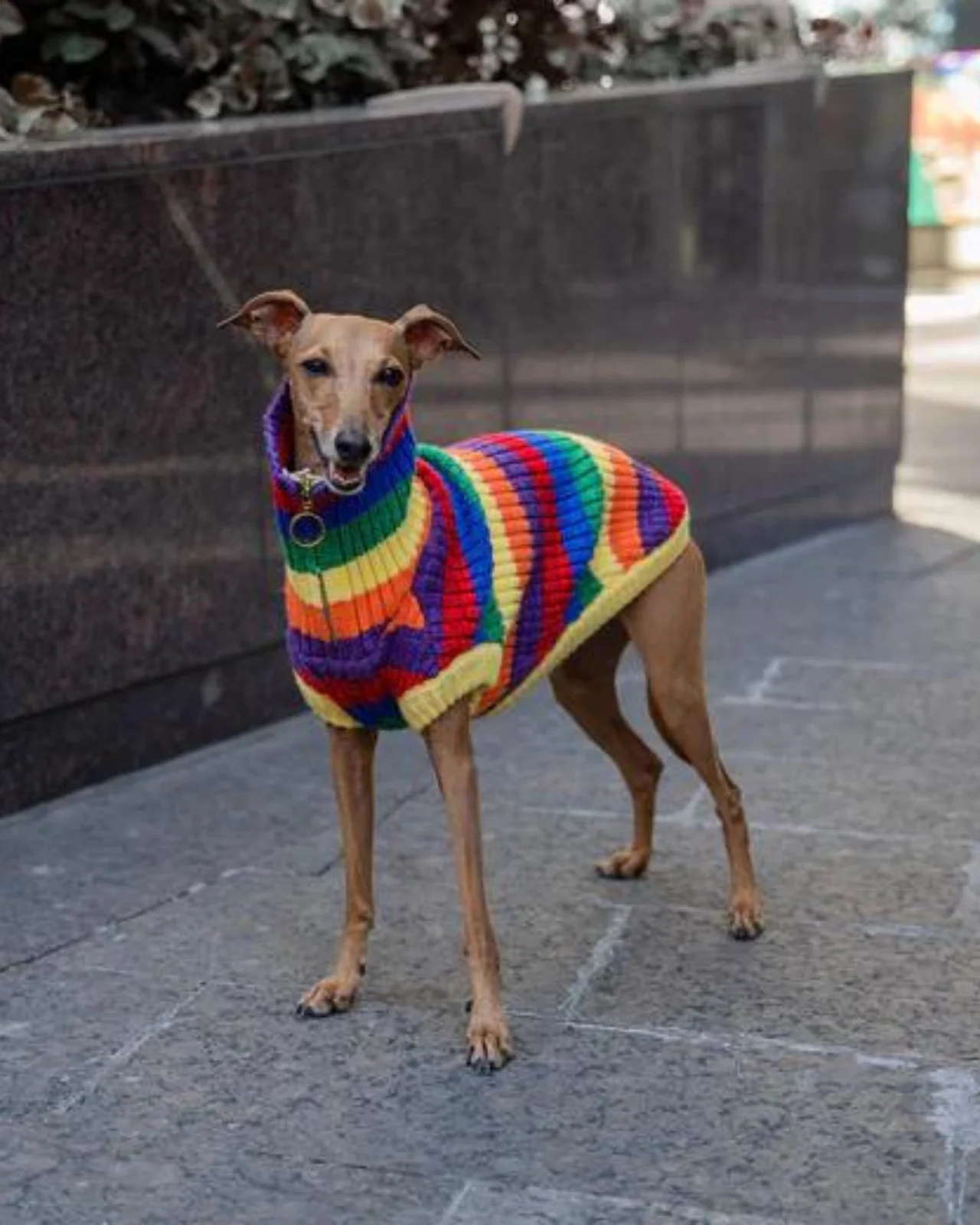 Over The Rainbow Dog Sweater (FINAL SALE) - Image 9