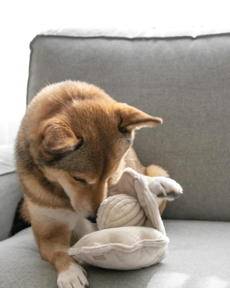 Oyster Pop Squeaker Interactive Dog Toy (FINAL SALE) - Image 5