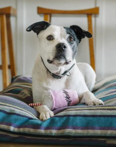 Milkshake Plush Squeaky Dog Toy - Image 2